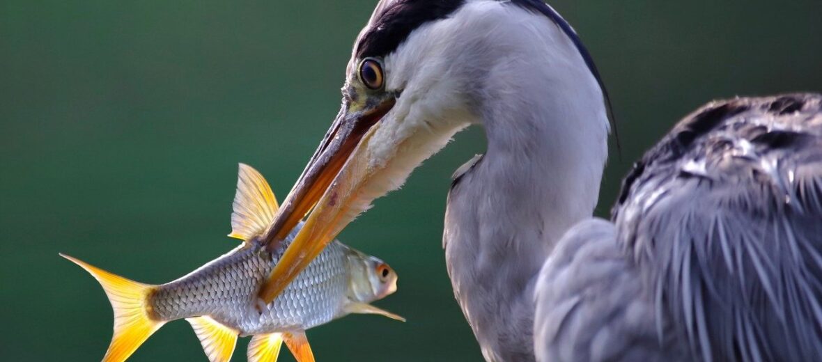 heron, Critter Science