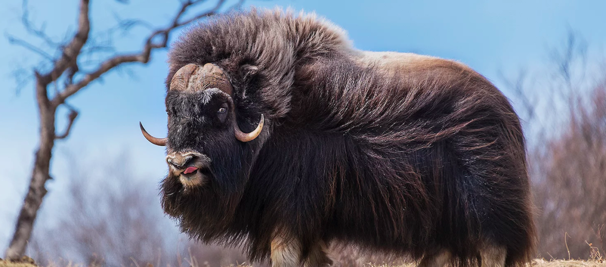 musk ox