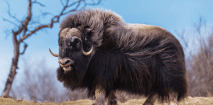 musk ox