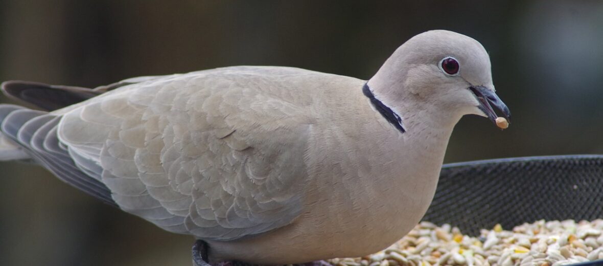 ringnecked dove