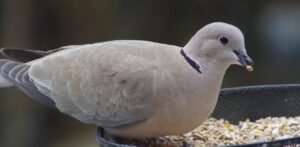 ringnecked dove