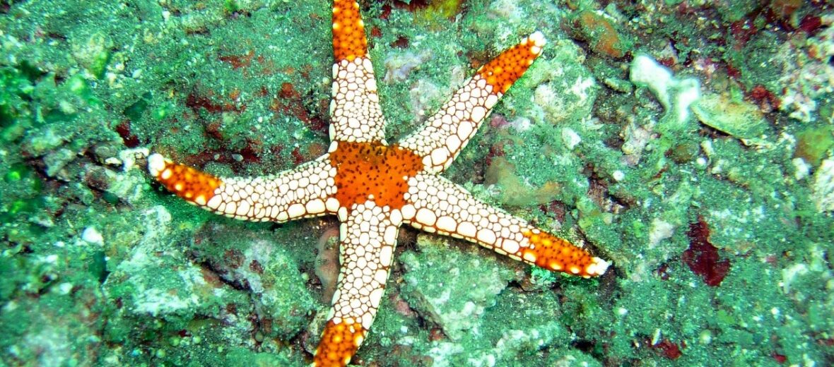 sea star