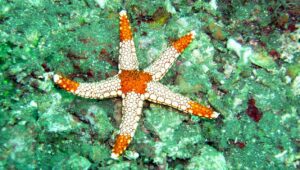 sea star