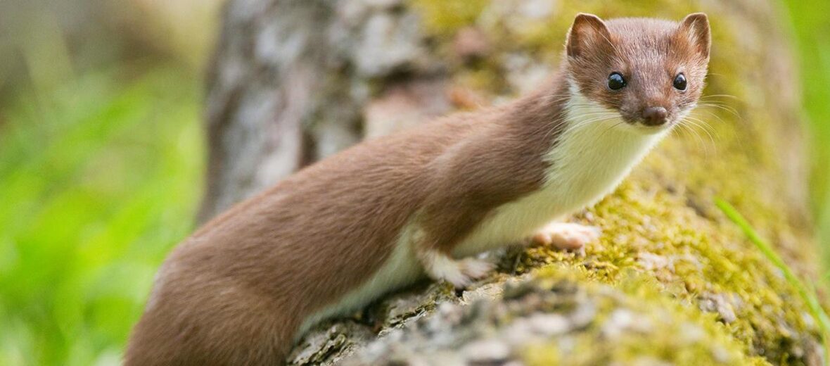 stoat animal