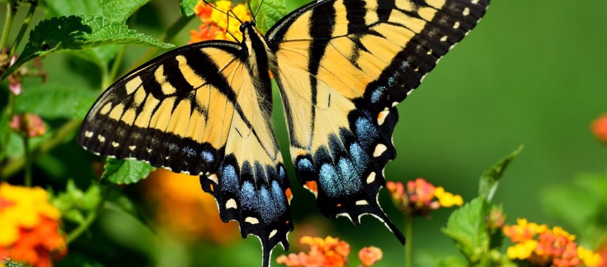 tiger swallowtail