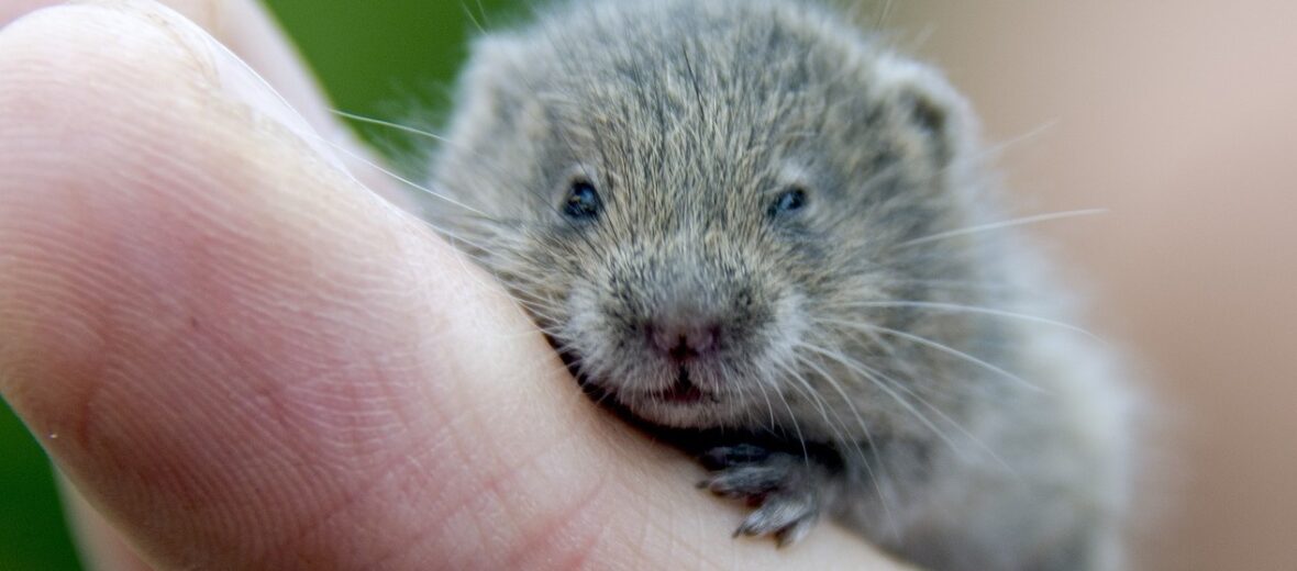 vole