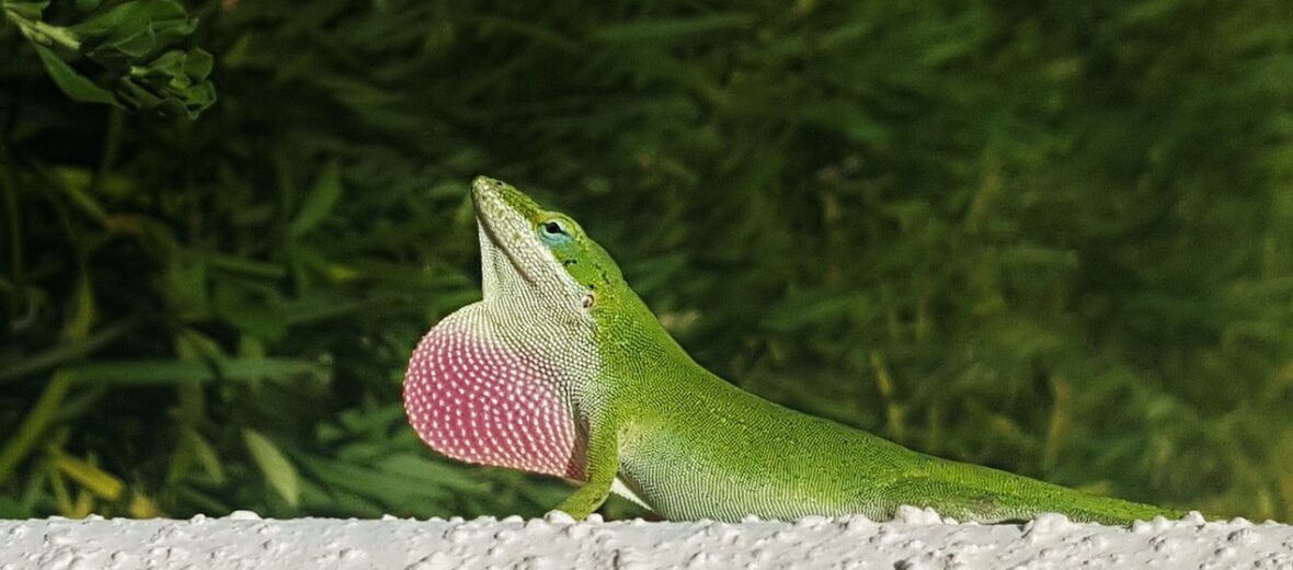 green anole