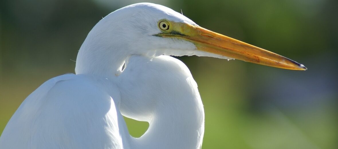 great egret