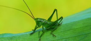 grasshopper