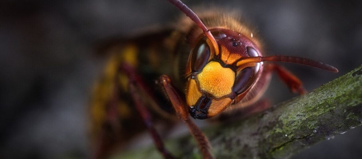 hornet, Critter Science
