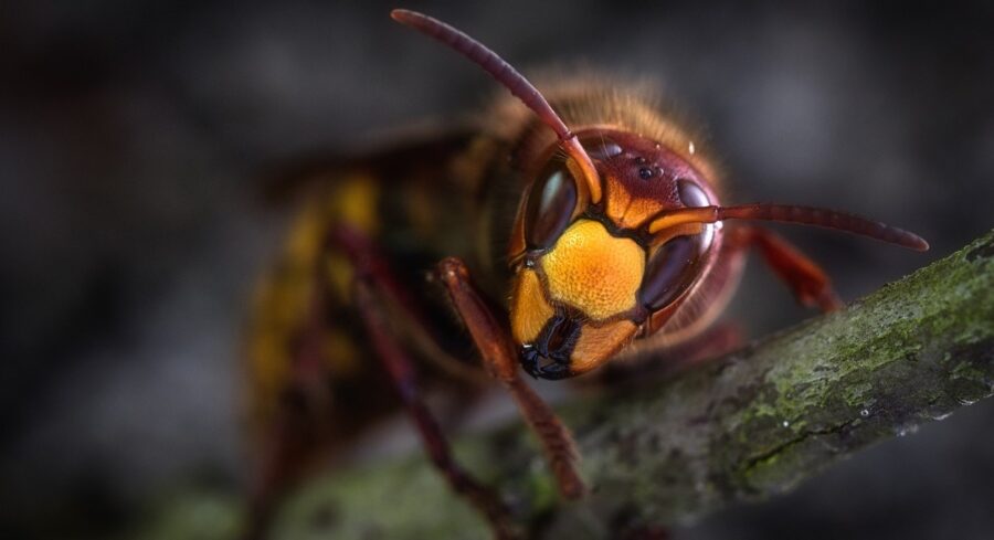 The Not So Angry Hornet – Critter Science