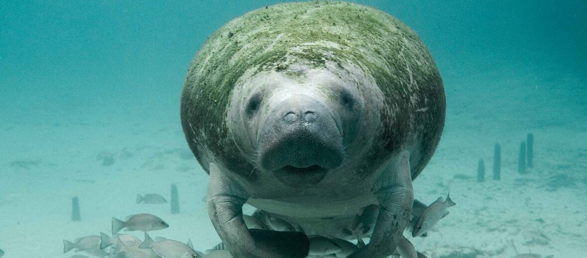 manatee