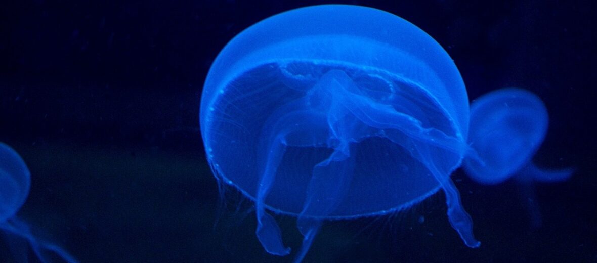 moon jellyfish