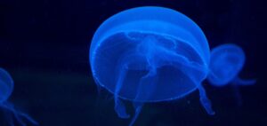 moon jellyfish