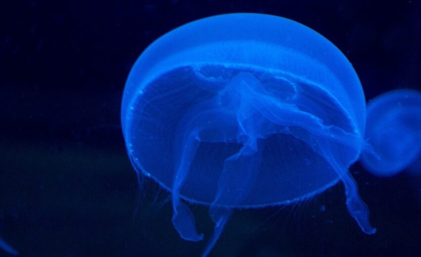 moon jellyfish