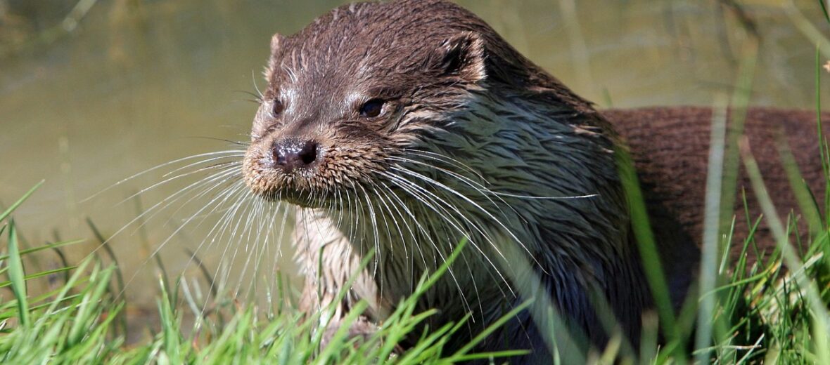 North American river otter