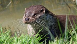 North American river otter