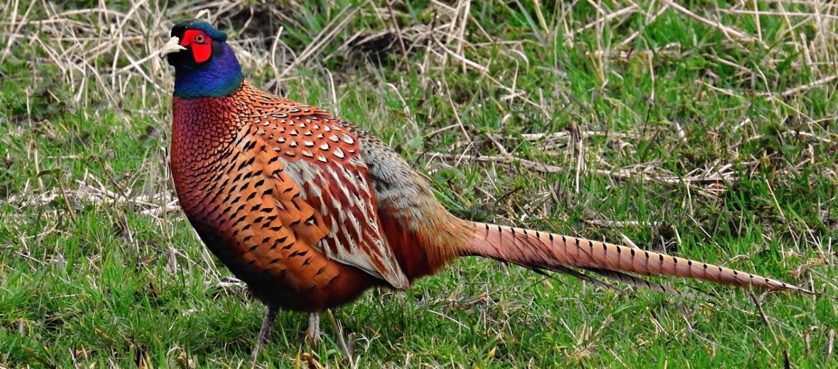 The Gregarious Pheasant | Critter Science