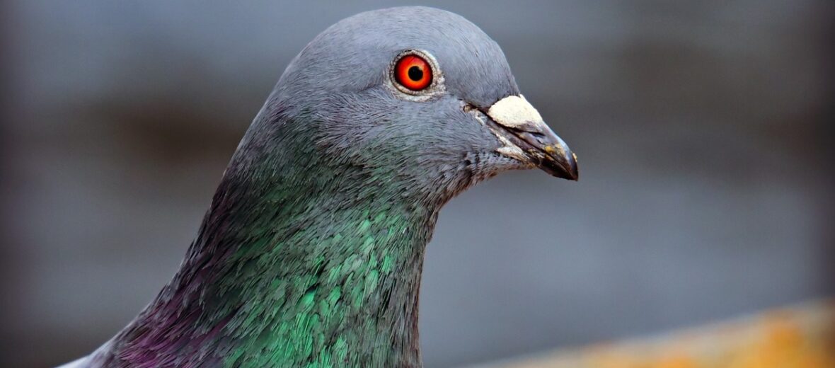 pigeon