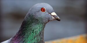 pigeon