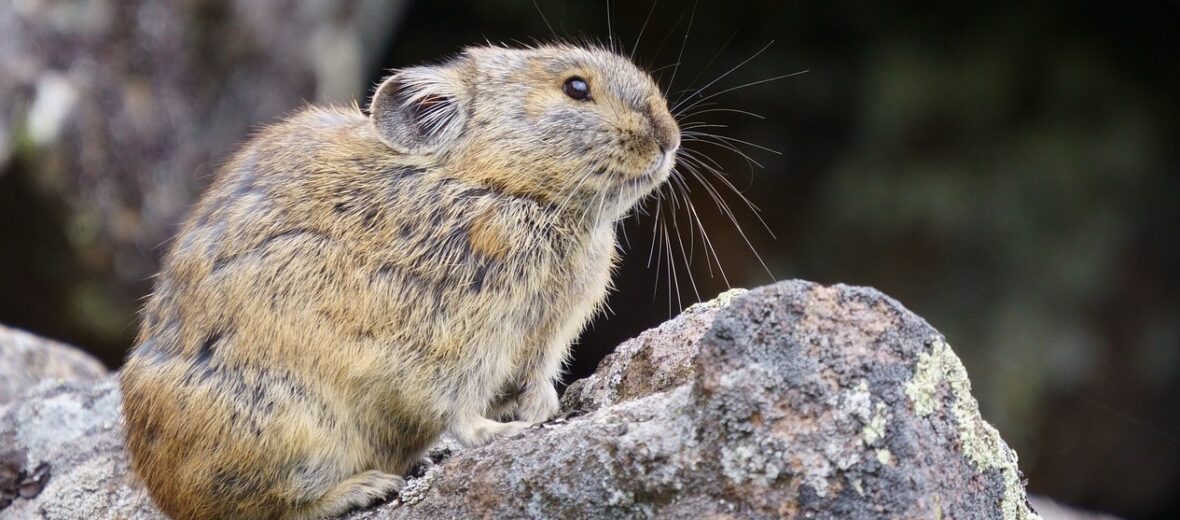 pika