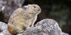 pika