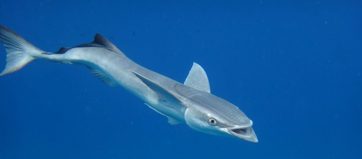 remora