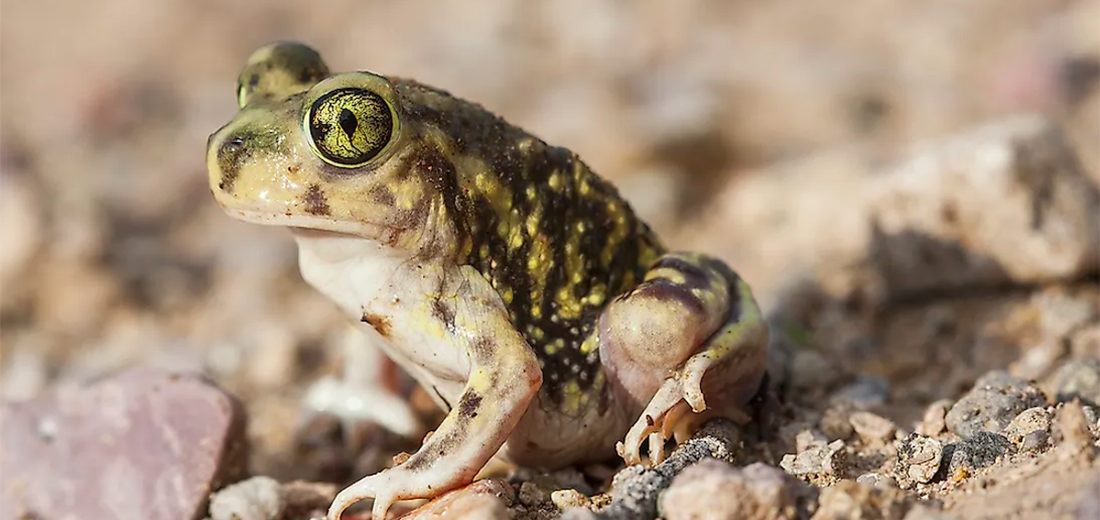 spadefoot toad, Critter Science