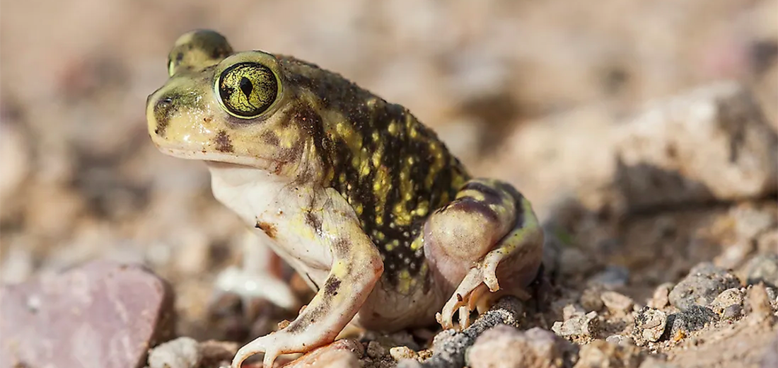 spadefoot toad