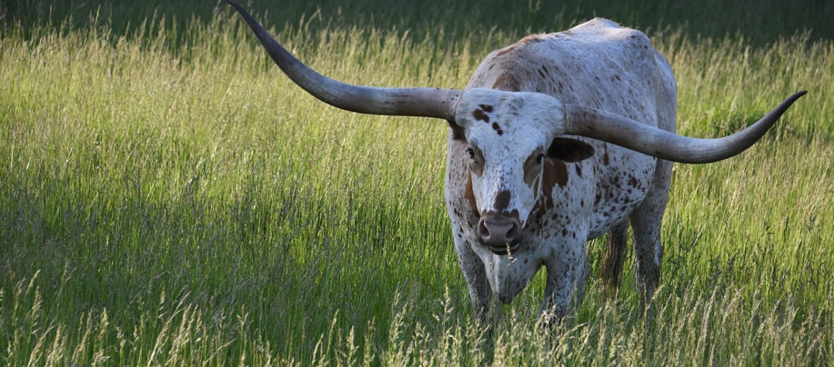 Texas longhorn