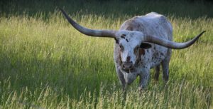 Texas longhorn