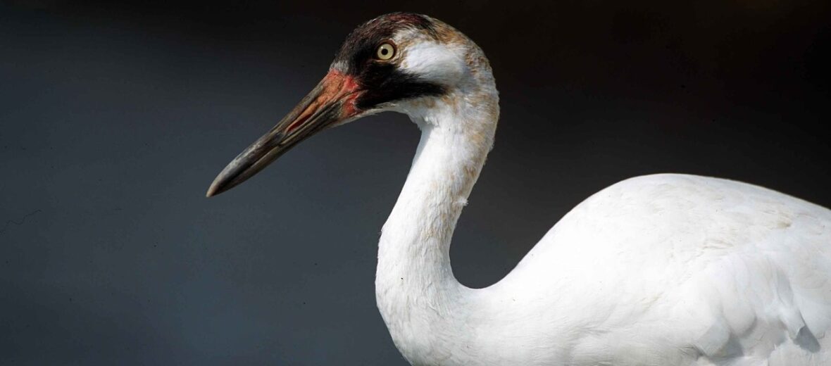 whooping crane coloring pages