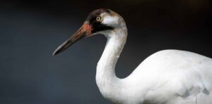 whooping crane