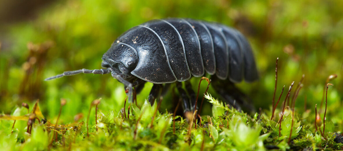 woodlouse