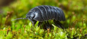 woodlouse
