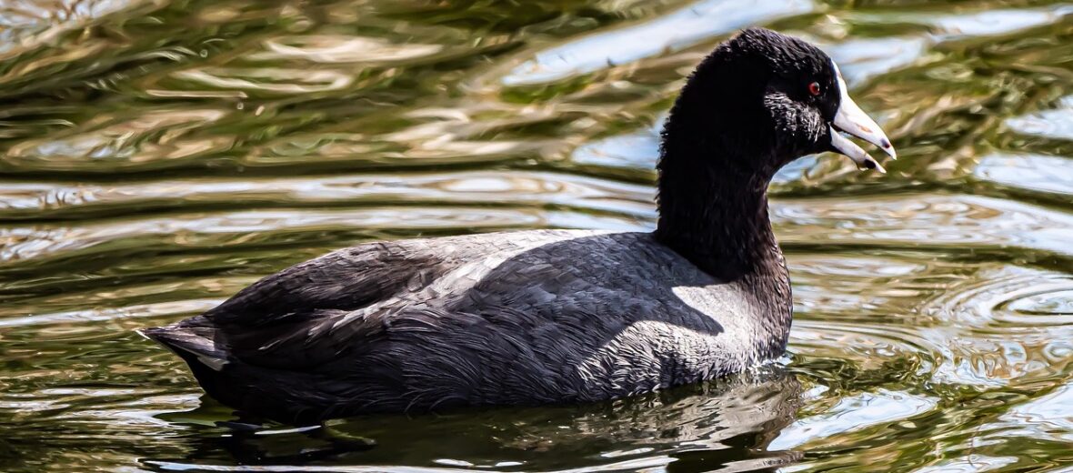 American coot