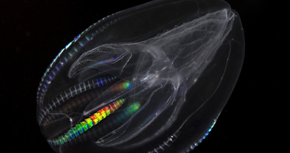 The Fascinating Ctenophore Critter Science