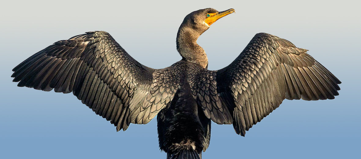 double-crested cormorant