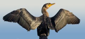 double-crested cormorant