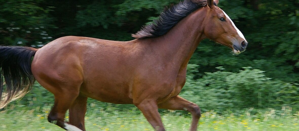 Domestic Animals Horse