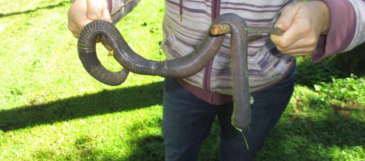 Giant Blue Earthworm