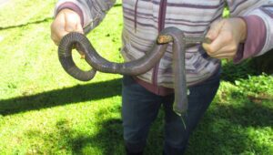 giant Gippsland earthworm