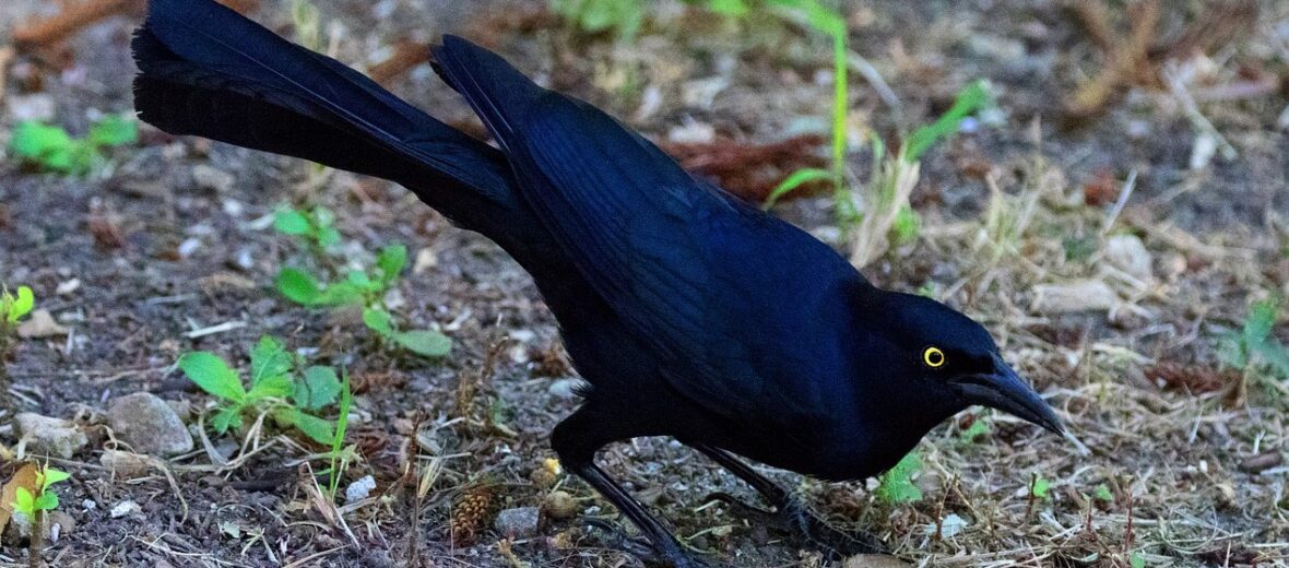 great-tailed grackle