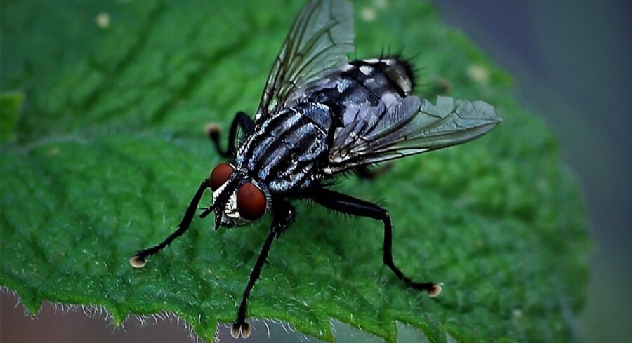 The Annoying, Yet Necessary Housefly | Critter Science