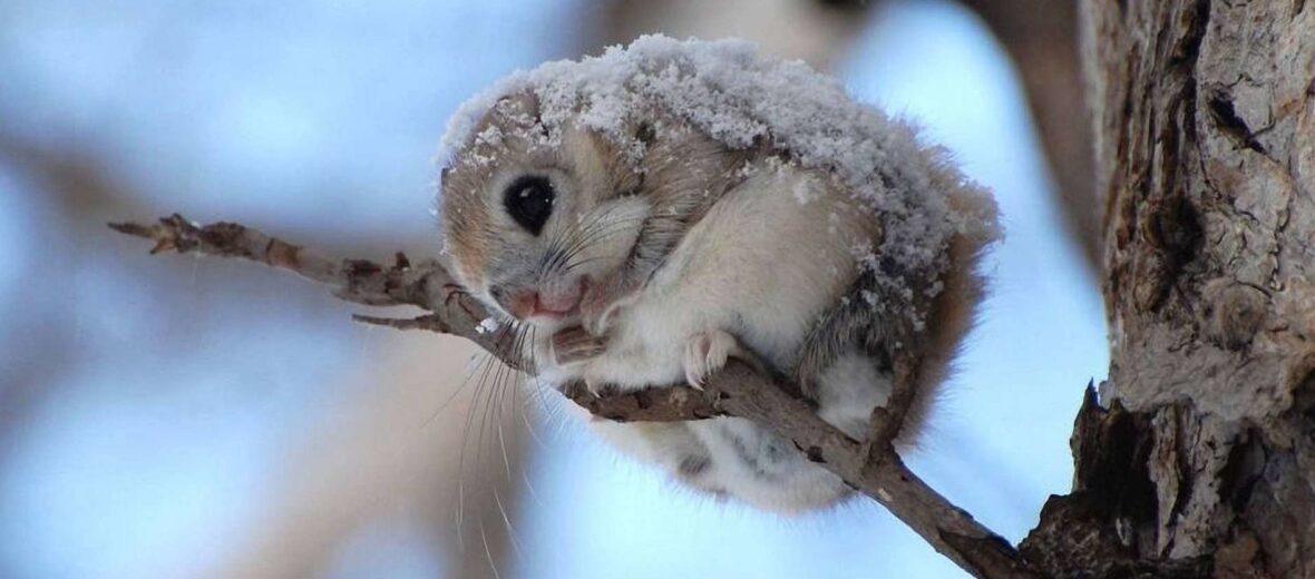 baby japanese dwarf flying squirrel