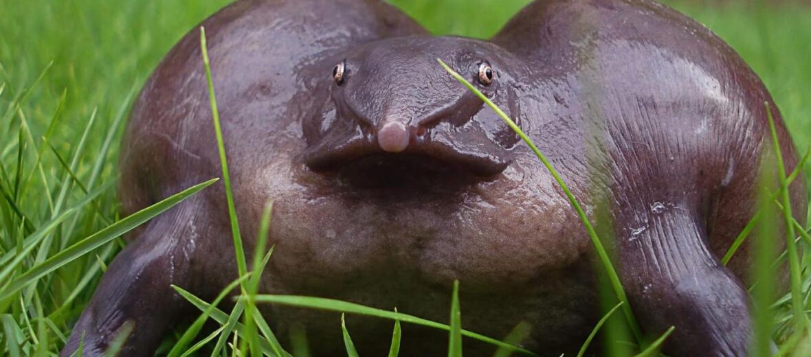 frog with purple on it