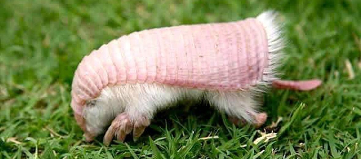 pink fairy armadillo