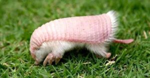 pink fairy armadillo