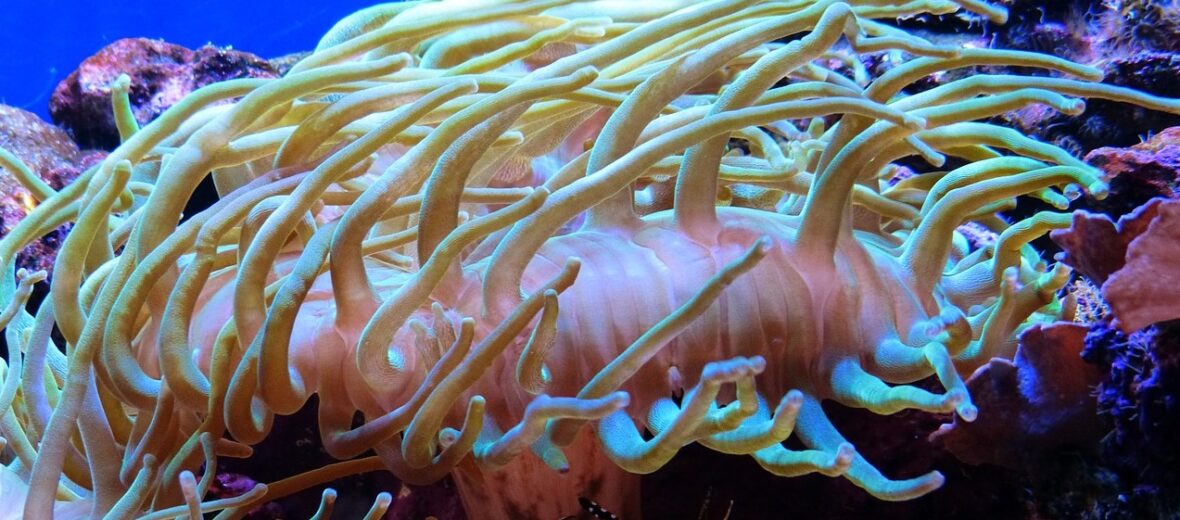 sea anemone, Critter Science