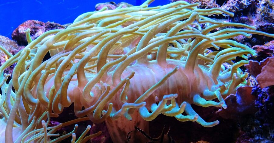 sea anemone life cycle